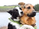 Lottie-and-Grizzly-Two-Dogs-that-Love-to-Hug-on-Every-Pictu[...]