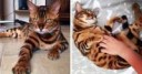 bengal-cat-spots-fur-thor-fb.png