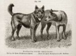 2daa0b1f6e5586c96d981ecb4bae7999--file-german-shepherds.jpg