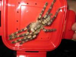 Poecilotheria Subfusca.jpg