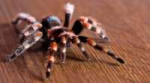 brachypelmasmithi2.jpg