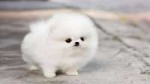 Sad-Teacup-Pomeranian-Puppy-White.jpg