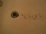 bugs-in-shower-drainjpg-drain-flies-in-shower-l-85a9627f4ba[...].JPG