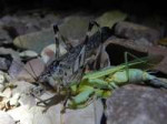 Katydid eating a mantis.jpg