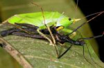 predatory-katydid-eating-a-stick-insect-dr-morley-read.jpg