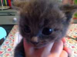 5-kittens-grey-with-blue-eyes-black-grey-black-mix-5359517f[...].jpg