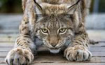 lynx-wallpapers-25539-2182279.jpg