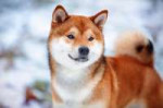 shiba3.jpg