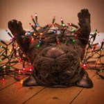 christmas-christmas-lights-cute-dog-Favim.com-1648186.jpg