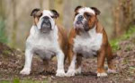 dogs-bulldogs-couple-leaves-thick-1046144.jpg