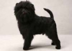 Affenpinscher.jpg