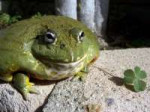 pixiefrog1byjupiterjennyd2ilz4l-fullview.jpg