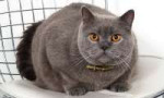 british-shorthair.jpg