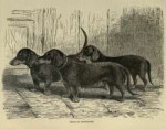 1881-Dachshunds.jpg
