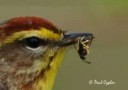 palm-warbler-with-wasp-close-up.jpg