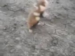 Berserk Hamster - Бешеный хомяк.mp4