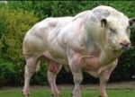 miostatin-v-bodibildinge.jpg