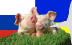 pigdog`1.jpg