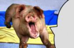 pig3.jpg