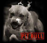 Pit Bull.jpg
