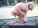 stock-photo-pet-poodle-dog-pooping-on-street-in-neighborhoo[...].jpg