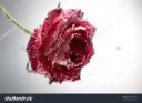 stock-photo-gift-card-rose-covered-with-bubbles-isolated-on[...].jpg