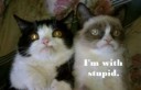 grumpy-cat-im-with-stupid