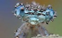 damselfly-dew2156183k.jpg