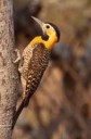 Campoflicker(Colaptescampestris)female