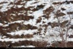 red-polls-eating-berries-wide-contrast-1200px.jpg