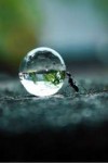 88fbb1d82e00027dcf3a42bfbd5bbdda--insects-water-droplets.jpg