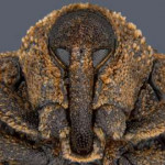 Mango-seed-weevil-head-front.jpg