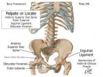 Bony+Framework+Plate+248.+Palpate+or+Locate+Anterior+Superi[...]