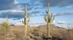 gigantskie-kaktusy-saguaro-v-pustyne-sonora1.jpg