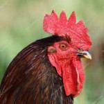 depositphotos26714081-stock-photo-close-up-of-rooster-head[[...].jpg