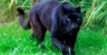 Black-panther-790x415.jpg