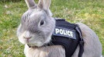 RabbitPoliceFeat.jpg