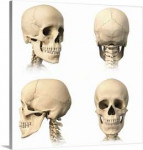 anatomy-of-human-skull-from-different-angles,2010119.jpg