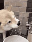 Слава Богу-Императору.gif