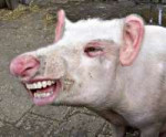 Laughing-Pig-118252.jpg