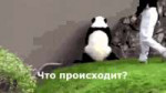 накачу пожалуй.gif