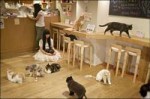 cat-cafe-osaka.jpg