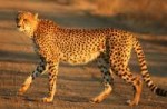 1200px-CheetahKruger.jpg