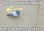 funny-pictures-non-conformist-bird1.jpg