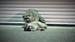 drunk-raccoons-1.jpg