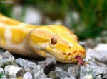 albino burmese python.jpg