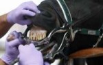 1313536819horsedentistry03.jpg