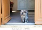 gray-persian-cat-doorway-summer-260nw-249778942.jpg