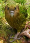 popugaj-kakapo.jpg