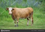 depositphotos175686230-stock-photo-red-cow-with-horns-tethe[...].jpg